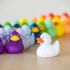 Squeaky duck classic