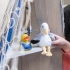 Squeaky duck seaman
