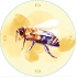 Set of 10 jar caps fi82 6z Honey