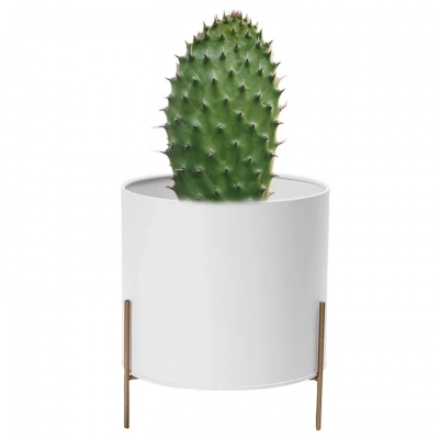 
                                                White metal cover, diameter 17 cm, height 10 cm, on a golden base
                                                