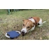 Dog frisbee RINGO