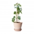 Карандаш Sproutworld без заточки