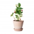 Карандаш SPROUTWORLD без заточки