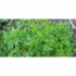 Карандаш Sproutworld без заточки