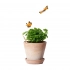Карандаш Sproutworld без заточки