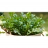 Карандаш Sproutworld без заточки