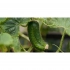 Карандаш Sproutworld без заточки