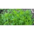 Набор SPROUTWORLD: не заточенный карандаш и карточка-вкладыш