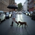Зонт для гольфа AC FARE® DoggyBrella®
