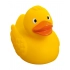 Swimming duck