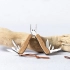 Multitool Ketlen