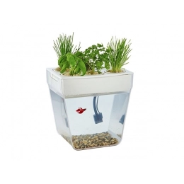 Kit for growing plants and caring for fish 