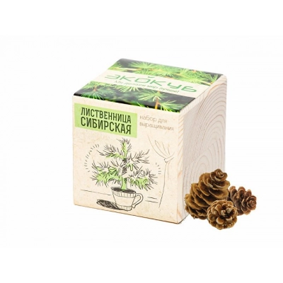 
                                                Siberian Larch Growing Kit
                                                