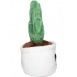 Soft Toy & figures. Schmoozies® Evergreenies® Cactus Soft Toy & figures. Schmoozies® Evergreenies® Cactus