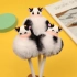 Cow EMPEN